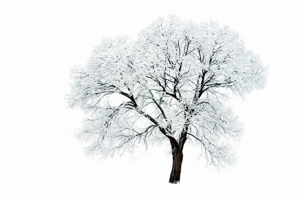 Trees in winter — Stock Photo, Image