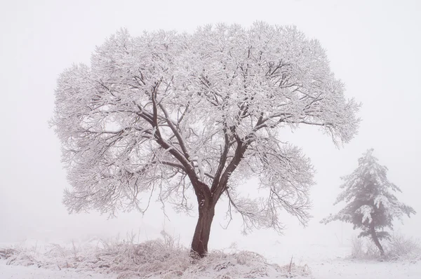 Kış, ağaçlar — Stok fotoğraf