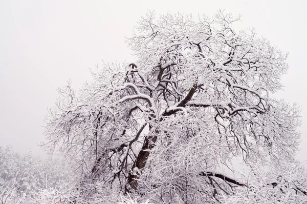 Bomen in de winter — Stockfoto