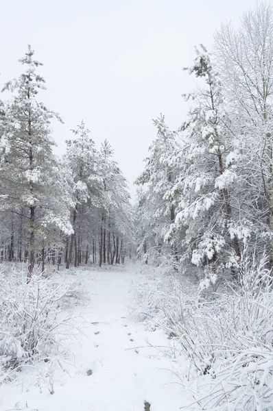 Snowy forest trail — Stock Photo, Image