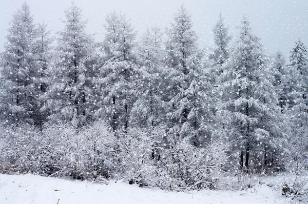 Winterholz — Stockfoto