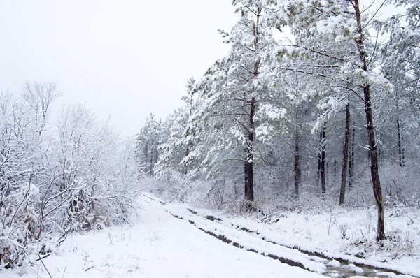 Forest trail — Stock Photo, Image