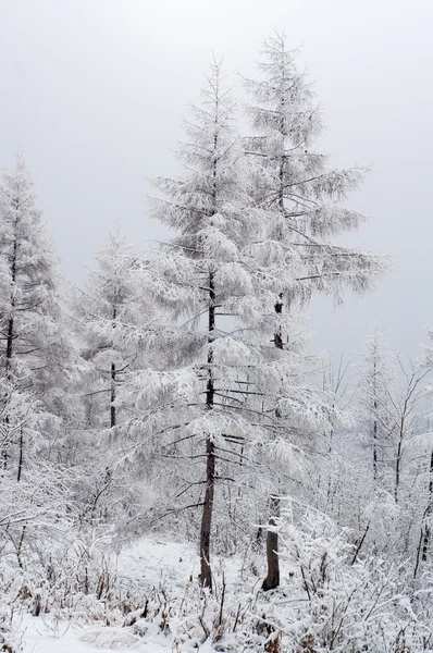 Las śnieg — Zdjęcie stockowe