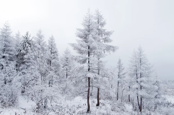 Las śnieg — Zdjęcie stockowe