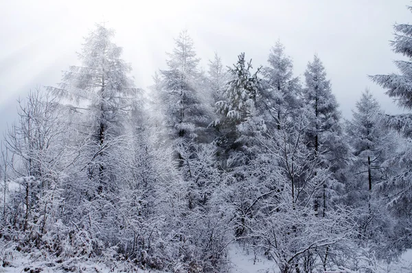 雪覆盖 — 图库照片