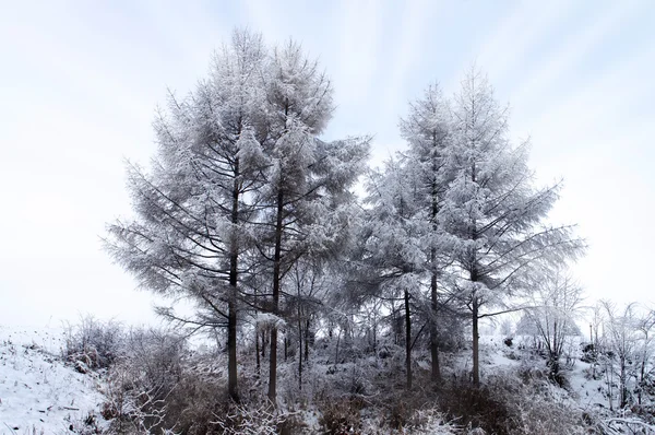 Met sneeuw bedekte — Stockfoto