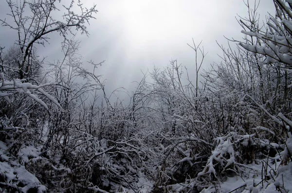 Snow-covered — Stock Photo, Image