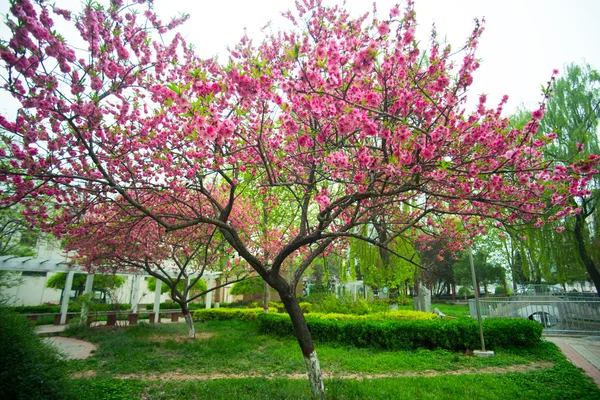 Fleur de pêche — Photo