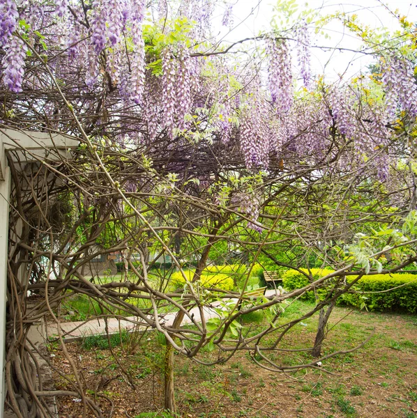 Parque de la Wisteria —  Fotos de Stock