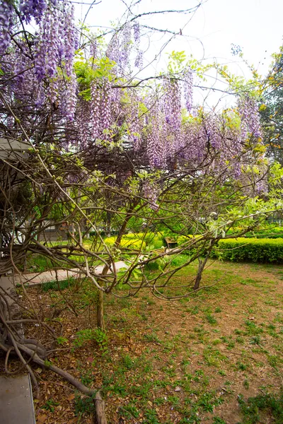 Parque de la Wisteria —  Fotos de Stock