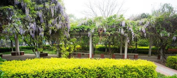 紫藤园 — 图库照片
