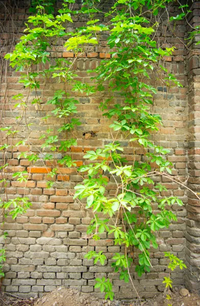Klimop op oude bakstenen muur — Stockfoto