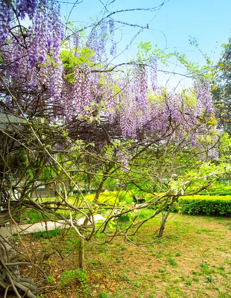 紫藤园 — 图库照片