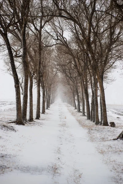 Kırsal Yollar Karla Kaplıydı Kış Tarlalarında — Stok fotoğraf