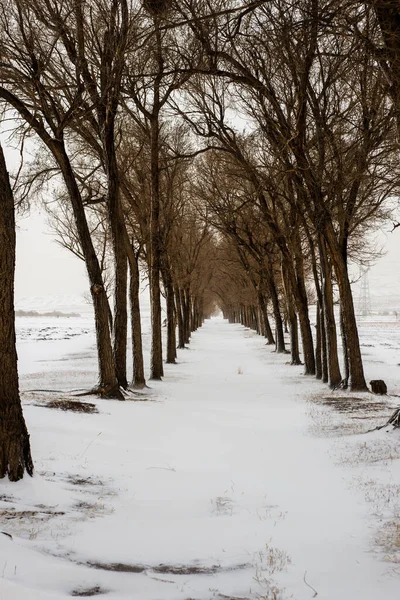 Kırsal Yollar Karla Kaplıydı Kış Tarlalarında — Stok fotoğraf