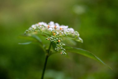 Sambucus chinensis 'in küçük beyaz çiçekleri vardır.