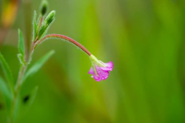 Yaz sabahları narin söğüt çiçekleri.