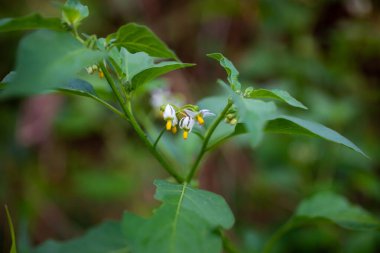 Siyah itüzümü çiçekleri yazın açar.