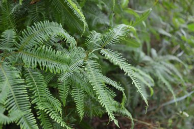 Dicranopteris ikileminin güzel yaprakları çok güzeldir..