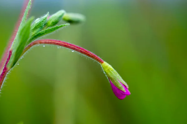 夏日的早晨 美丽的柳条粉红花朵 — 图库照片