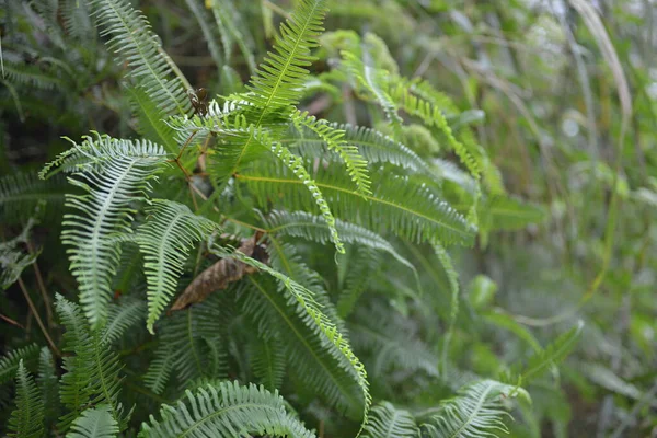 Les Belles Feuilles Dicranopteris Dichotoma Sont Très Belles — Photo