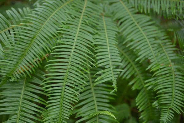 Las Hermosas Hojas Dicranopteris Dichotoma Son Muy Hermosas —  Fotos de Stock