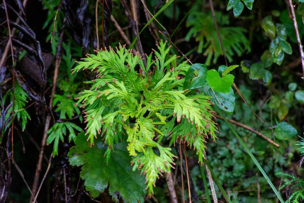 Primer Plano Las Hermosas Hojas Helecho Hierba Spikemoss Moellendorf —  Fotos de Stock