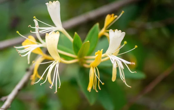 Geißblatt Aus Nächster Nähe Ist Ein Köstlicher Tee China — Stockfoto