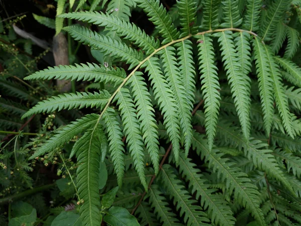 Bela Planta Samambaia Folhas Cyclosorus Interruptus — Fotografia de Stock