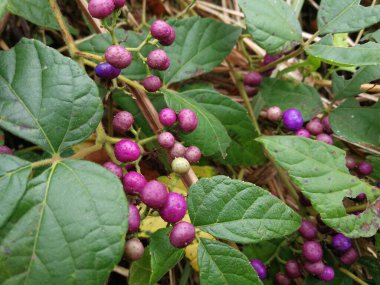 Yakın plan Ampelopsis Delavayana Planch. Güzel meyve.