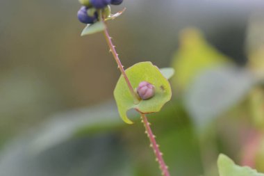 Polygonum perfoliatum meyvesine yakın çekim