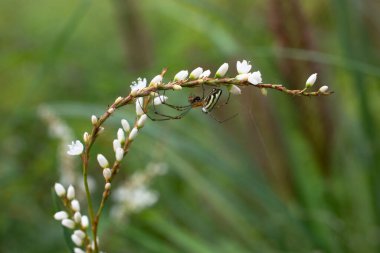 Bir örümcek, zevk sarmaşığına yakın çekim yapar..