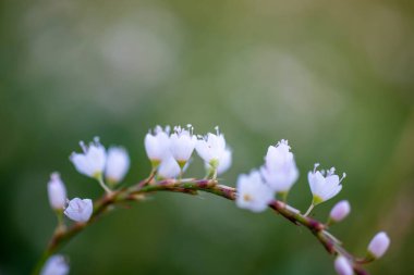 Polygonum jucundum Meis yazın açar