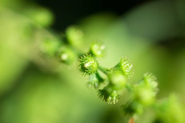 Agrimonia pilosa. Yazın ormanda yetişir..