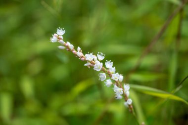 Polygonum jucundum Meis yazın açar