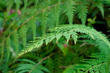 Odontosoria chinensis. Çok güzel bir eğreltiotu..