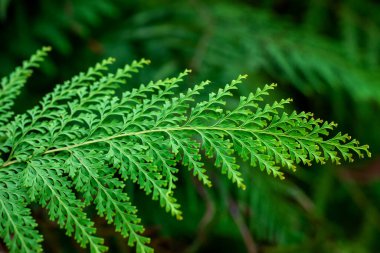 Odontosoria chinensis. Çok güzel bir eğreltiotu..