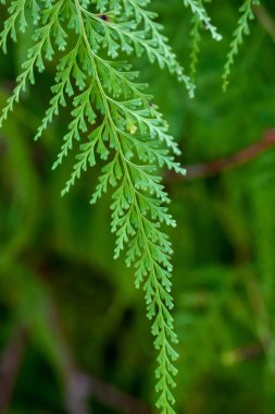 Odontosoria chinensis. Çok güzel bir eğreltiotu..