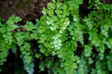 Adiantum kapili. Çok güzel bir eğrelti otu..