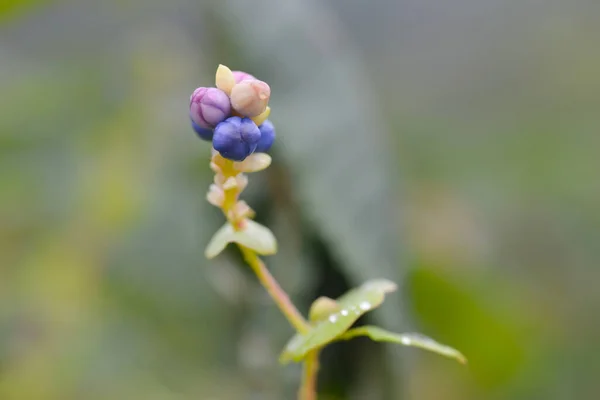 Polygonum Perfoliumフルーツのクローズアップ — ストック写真