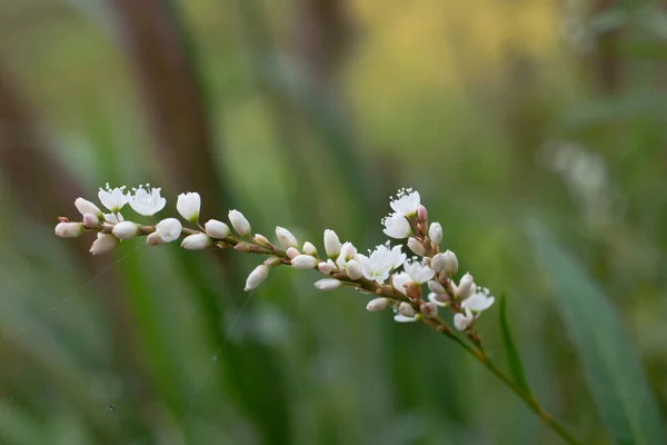 Polygonum Jucundum Meisn Blooms Summer — Stock Photo, Image