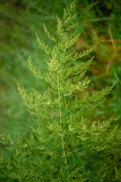 Artemisia Annua Com Lindas Flores Amarelas — Fotografia de Stock