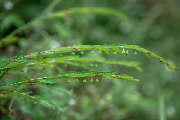 Phyllanthus Ussuriensis Rupr Maxim 这是一种美丽的植物 — 图库照片