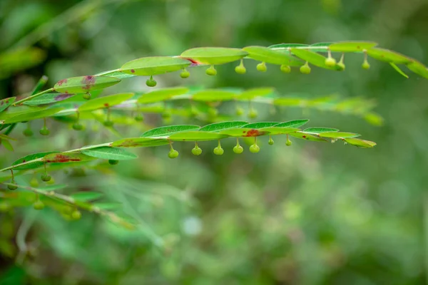 Phyllanthus Ussuriensis Rupr Maxim Uma Bela Planta — Fotografia de Stock