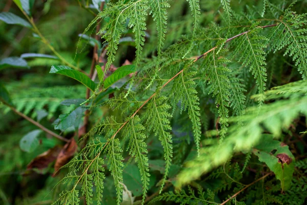 Odontosoria Chinensis Hermoso Helecho —  Fotos de Stock