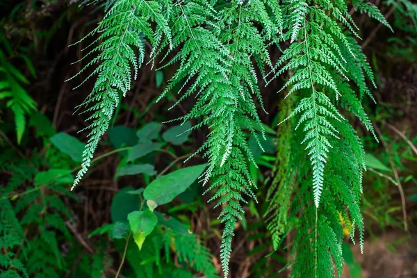 Odontosoria Chinensis Uma Bela Samambaia — Fotografia de Stock