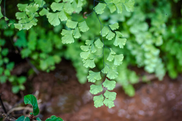 Adiantum capillus. It's a beautiful fern.