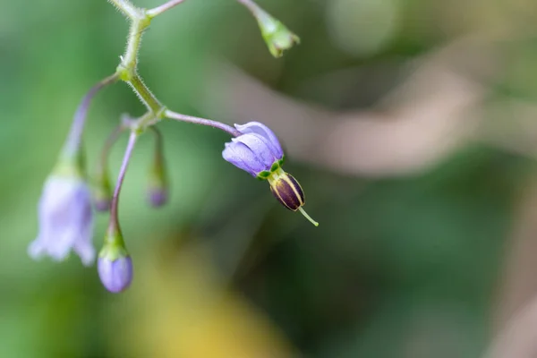 Solanum Lyratum Thunb Красивые Фиолетовые Цветы Стоковое Фото