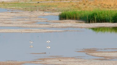 Sabahın köründe su kuşları