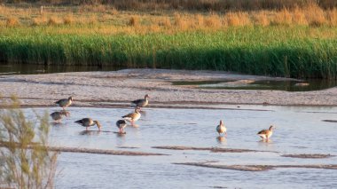 Sabahın köründe yaban kazları sürüsü